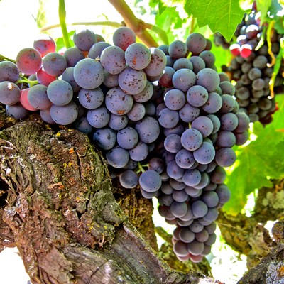 Close-up of ripe purple winegrapes hanging on a vine in Lodi, California.