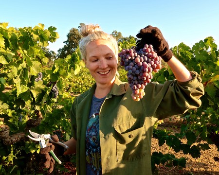 Woman harvesting grapes in a vineyard, holding a bunch of ripe grapes with a smile.