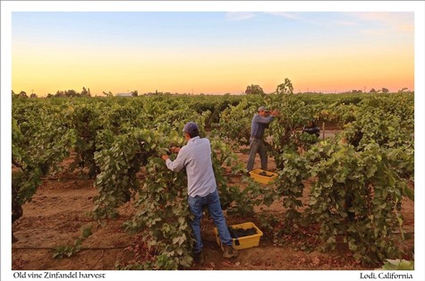 Workers harvesting Zinfandel grapes in a Lodi vineyard at sunset for wine production.