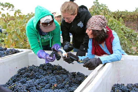 People harvesting grapes in a vineyard for Lodi wine production.