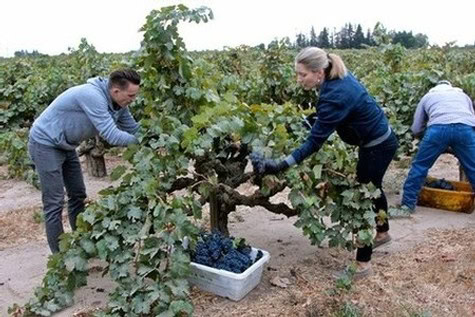 Workers harvest ripe grapes from a vineyard in Lodi, California, during the harvest season.