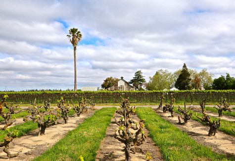 Vineyard rows in Lodi with a tall palm tree and farm buildings under a partly cloudy sky.