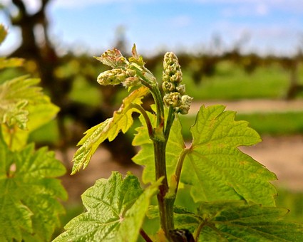 Close-up of a young winegrape vine with green leaves and budding clusters in Lodi, California.