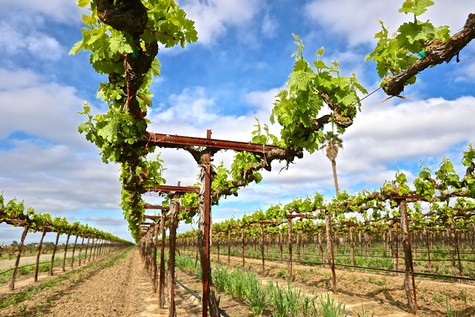 Vineyard in Lodi with lush green grapevines under a blue sky with clouds.