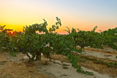 Lodi winegrape vineyard during sunset with lush green vines and warm sky.