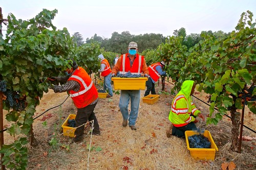 Workers harvesting grapes in a vineyard during the Lodi Winegrape season, wearing safety vests and masks.