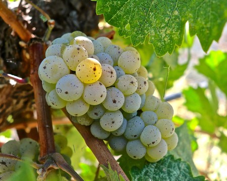 The latest wines sourced from Mokelumne Glen Vineyards fulfill a