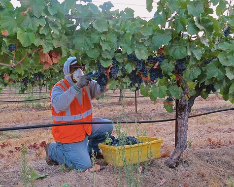 Worker harvesting ripe grapes in a Lodi vineyard during the harvest season.