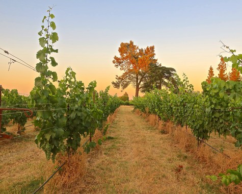 Vineyard rows in Lodi with lush grapevines and a sunset sky, showcasing premium wine grapes for winemaking.
