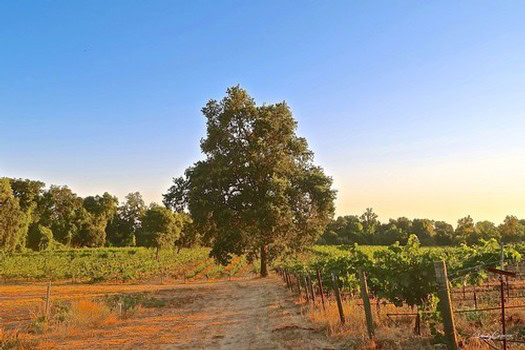 Vineyard with lush grapevines and a large tree under a clear blue sky in Lodi, California.