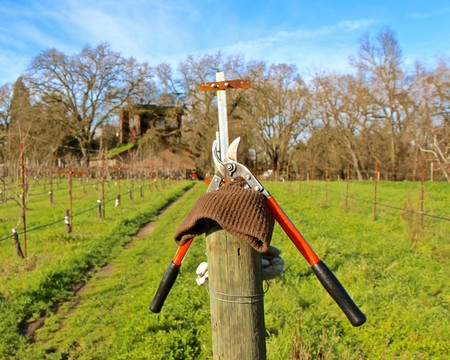 Pruning tool hanging on a vineyard trellis post in Lodi wine country, California.