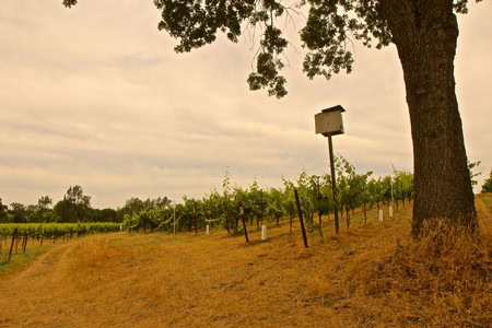 Vineyard in Lodi with a large tree and a birdhouse, showcasing grapevines under a cloudy sky.
