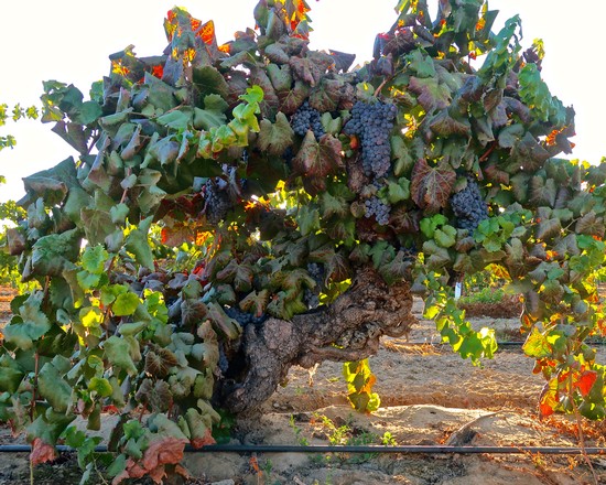 Grapevine in Lodi wine region with ripe grapes ready for harvest.