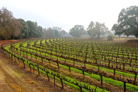 Vineyard rows in Lodi wine region with lush green grapevines and mature trees in the background.