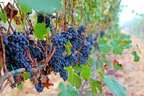 Close-up of ripe dark purple wine grapes on the vine in a Lodi vineyard.