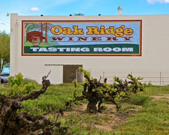 Sign for Oak Ridge Winery Tasting Room with vineyard in foreground.