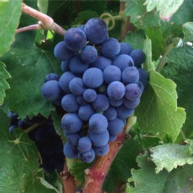Close-up of ripe dark purple winegrapes on the vine, ready for harvest in Lodi, California.