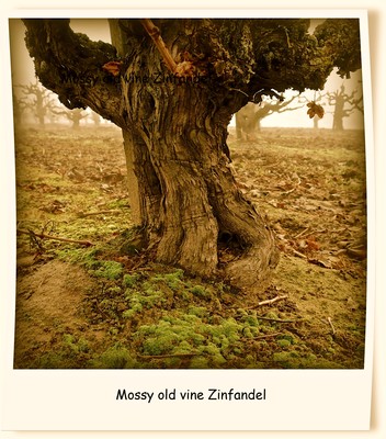 Close-up of moss-covered old Zinfandel grapevine in a vineyard.