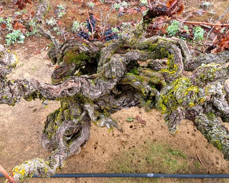 Close-up of a twisted, moss-covered grapevine trunk in a vineyard, showcasing age and character.