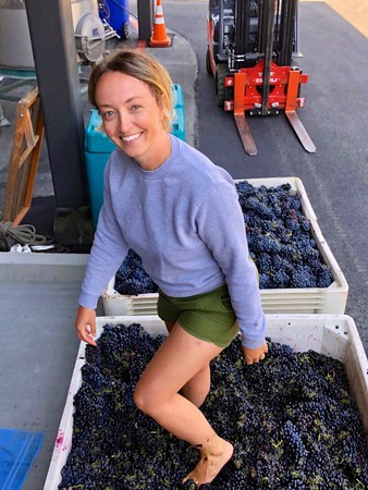 Woman harvesting grapes in Lodi, California for wine production.
