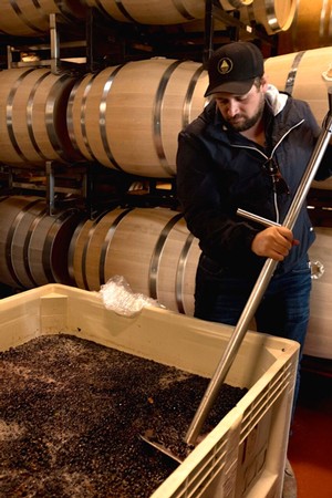 Winemaker inspecting grape must in a winery with barrels in the background.