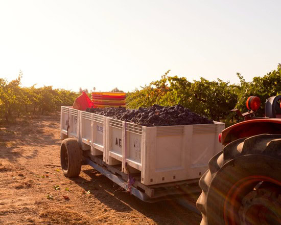 Tractor with grape harvest trailer in Lodi vineyard during sunset.