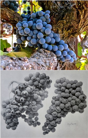Close-up of a ripe blue winegrape cluster on a vine in Lodi, California, showcasing healthy grapes for winemaking.