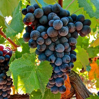 Close-up of ripe dark purple wine grapes hanging on the vine in Lodi, California.