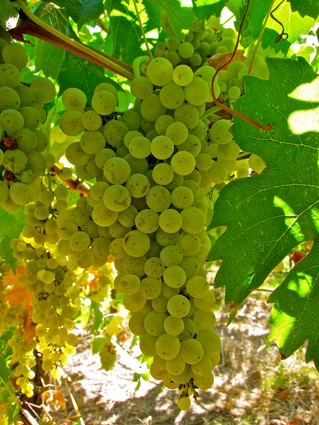 Close-up of a green winegrape cluster hanging from a vine in Lodi, California.