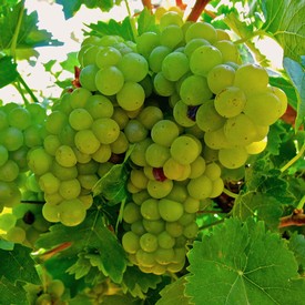 Close-up of a green winegrape cluster on the vine, ready for harvest in Lodi, California.