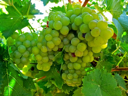 Close-up of a green winegrape cluster on the vine, ready for harvest in Lodi, California.