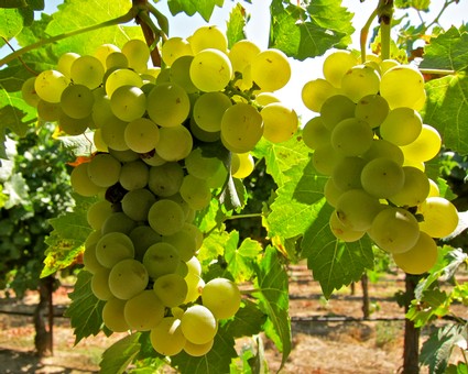 Close-up of a ripe green winegrape cluster hanging from a vine in Lodi, California.