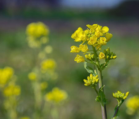 Close-up of yellow winegrape flowers in a vineyard during spring in Lodi, California.