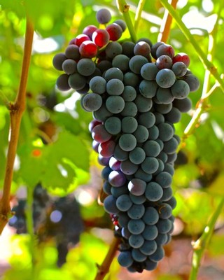 Close-up of ripe dark purple wine grapes hanging on the vine in Lodi, California.
