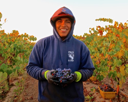 Young man in a hoodie holding freshly picked grapes in a vineyard during harvest season.