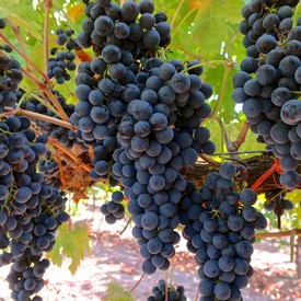 Close-up of ripe dark purple winegrapes hanging on the vine in Lodi, California.