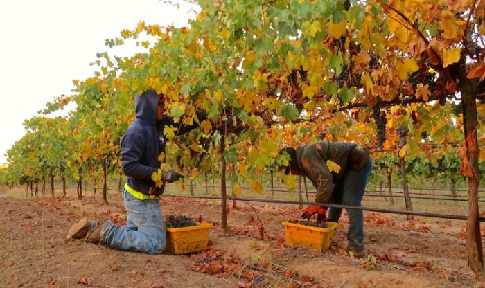 Workers harvesting winegrapes in Lodi vineyards during fall with colorful foliage.
