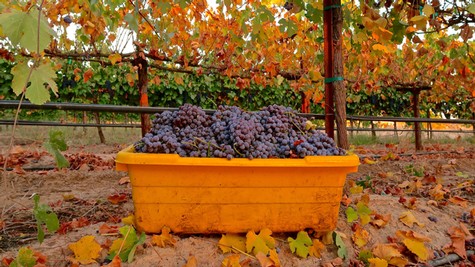 Grapes harvested in a yellow container in a vineyard during fall with colorful leaves.