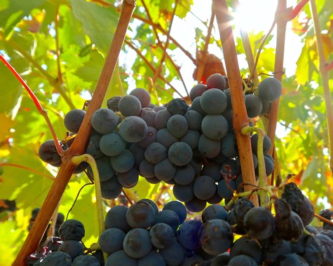 Close-up of ripe dark purple wine grapes hanging on the vine in Lodi, California.