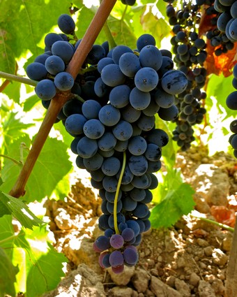 Close-up of ripe dark purple wine grapes hanging on the vine in a vineyard.