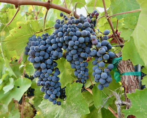 Close-up of ripe dark purple winegrapes hanging on the vine in Lodi, California.