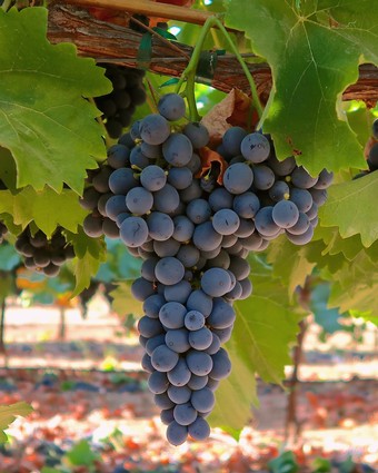 Close-up of ripe purple winegrapes hanging from a vine in a Lodi vineyard.