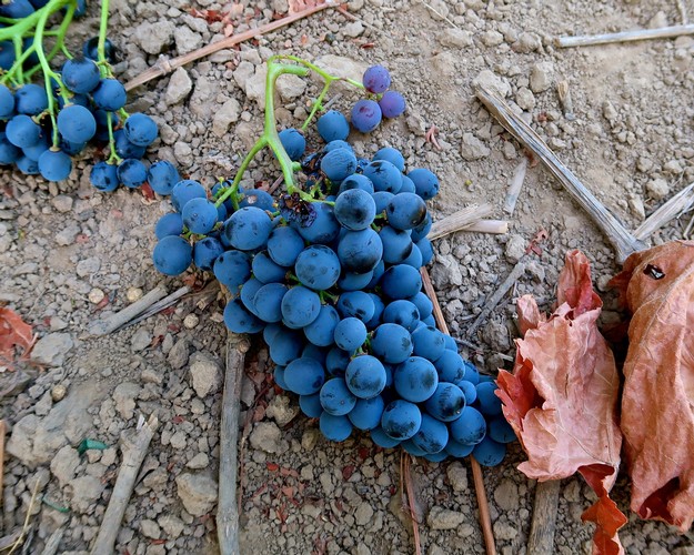 Blue winegrape cluster on dry soil with fallen leaves, typical of Lodi vineyards.