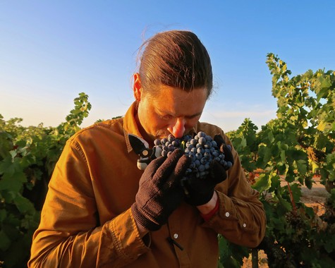 Winemaker smelling ripe grapes in a vineyard during harvest season in Lodi, California.
