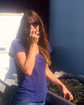 Woman inspecting wine grapes at Lodi Winegrape Commission vineyard in California.