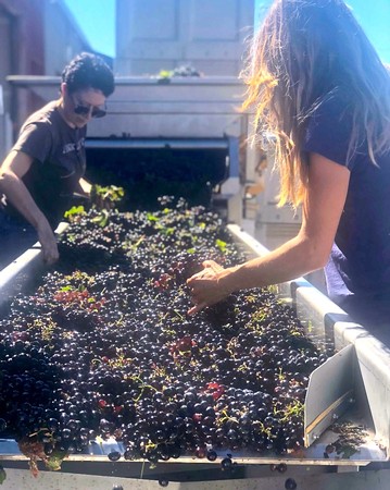 Workers harvesting ripe winegrapes in Lodi, California for wine production.