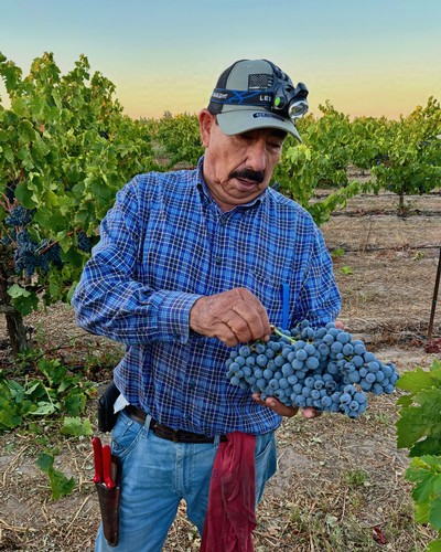 Man inspecting ripe grapes in a vineyard during harvest in Lodi, California.