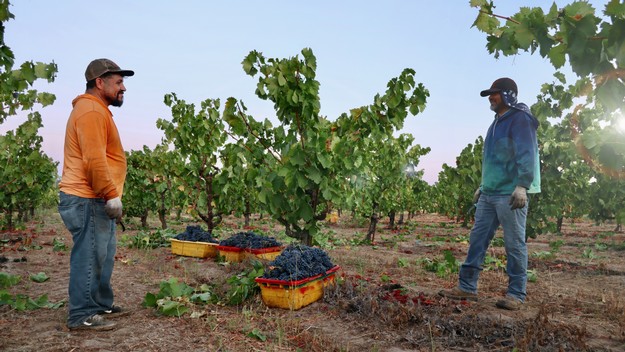 Two workers inspecting grapevines in a Lodi vineyard during daylight.