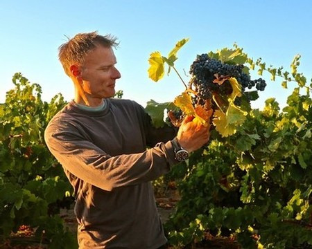 Vineyard worker harvesting ripe black grapes in Lodi wine region during sunset.