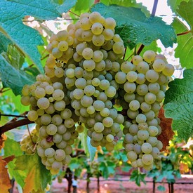 Close-up of a ripe white wine grape cluster on the vine in Lodi, California.